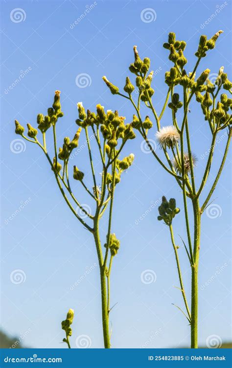 Common Groundsel or Senecio Vulgaris in Wild, Belarus Stock Image - Image of herbal, flora ...