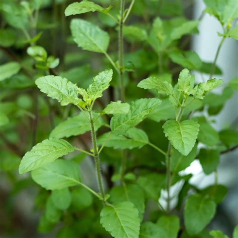 Holy Basil - St. Francis Herb Farm