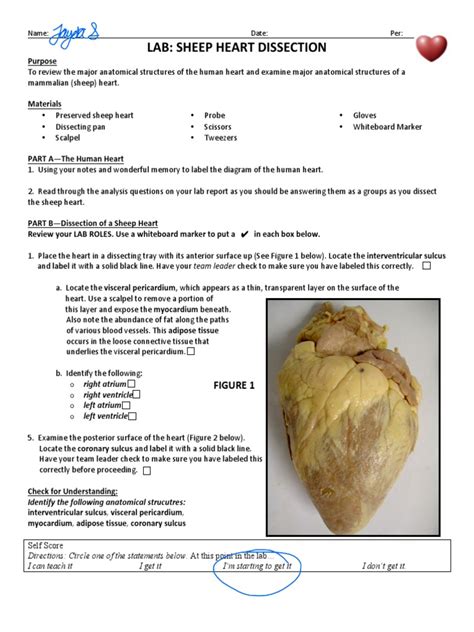 Image result for Heart Dissection Tutorial
