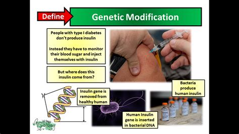 What Is Genetic Modification 的图像结果