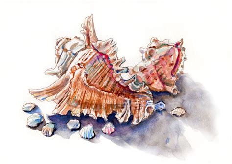 Sea Shells Collecting 的图像结果