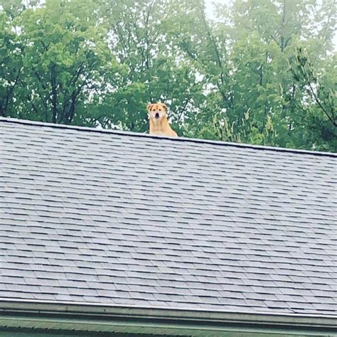 How much is that doggy on the rooftop: North Olmsted Police Blotter ...