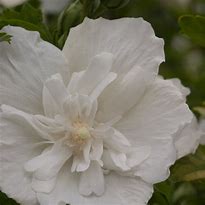 Image result for White Chiffon Rose of Sharon