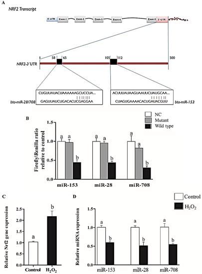IJMS | Special Issue : The Nrf2 Pathway: Regulation, Functions, and ...