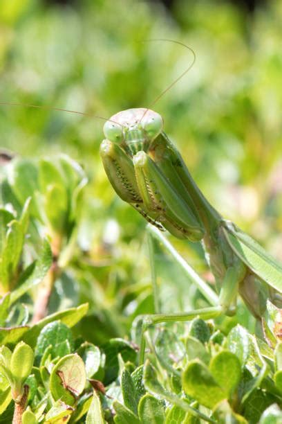 Praying Mantis Hunting 的图像结果