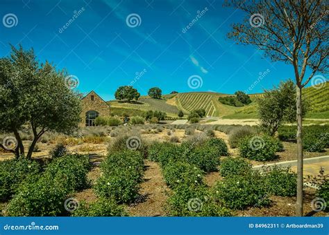 Central California Wine Country Stock Image - Image of landscaping ...