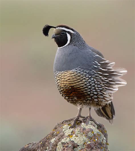 Quail Predators 的图像结果
