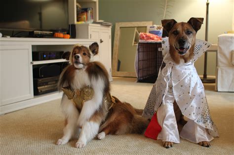 Homemade Dog Costumes