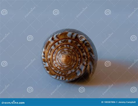 Image result for Conus Textile Shell