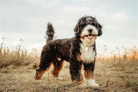 Bernedoodles