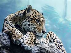 Animals Wallpapers Cool Animals by Cool Animal Wallpapers Wallpaper Cave Animals Wallpapers Cool Animals