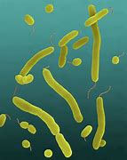 Vibrio parahaemolyticus 的图像结果