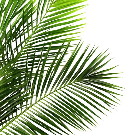 Palm Leaf Png