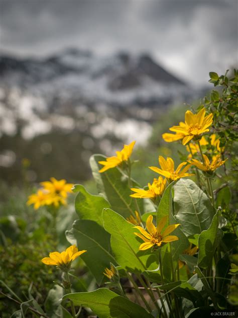 Ruby Flowers | Ruby Mountains, Nevada | Mountain Photography by Jack Brauer