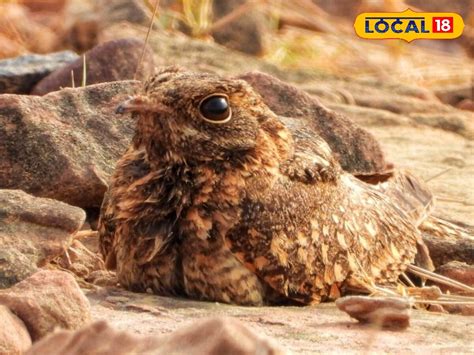 Indian Nightjar: ఈ పక్షిని ఎప్పుడైనా చూశారా.. పగటిపూట కనపడకుండా, రాత్రి ...