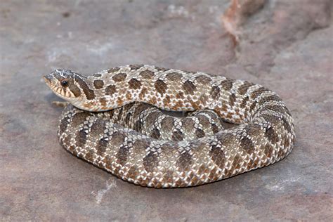 Western Hognose Snake Care: Diet, Setup, Behavior - Reptile Craze
