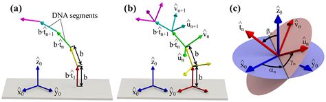 Theoretical Methods for Studying DNA Structural Transitions under ...