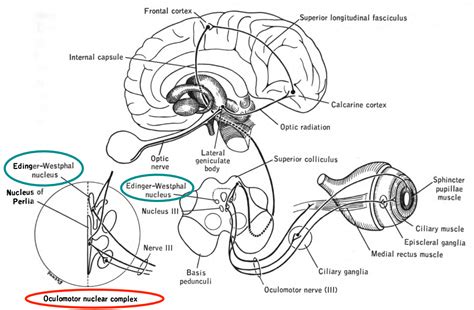 Oculomotor Pathway