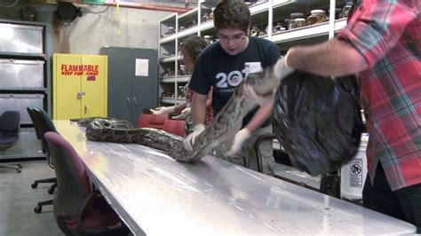 Image result for Largest Python Found in Florida