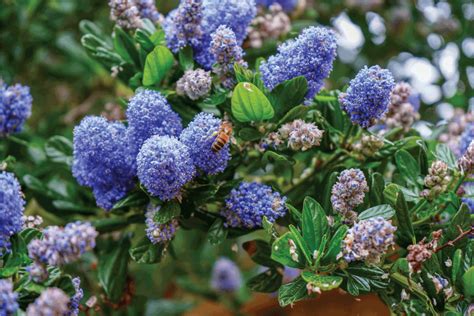 Can California Lilac Grow In Shade And In Pots? - GardenTabs.com