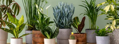 Choosing the Best Artificial Plants for Your Home – Pariworld