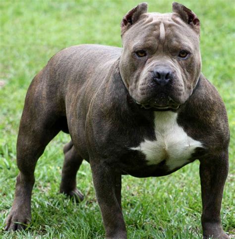 All List Of Different Dogs Breeds: Pit Bull Dog