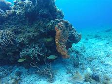 dive cozumel cozumel two tank scuba diving cozumel cruise excursions dive cozumel cozumel two tank scuba diving cozumel cruise excursions