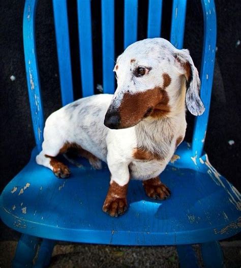 20+ Unique And Special Pets Look That Wil Make You Flabbergasted ...