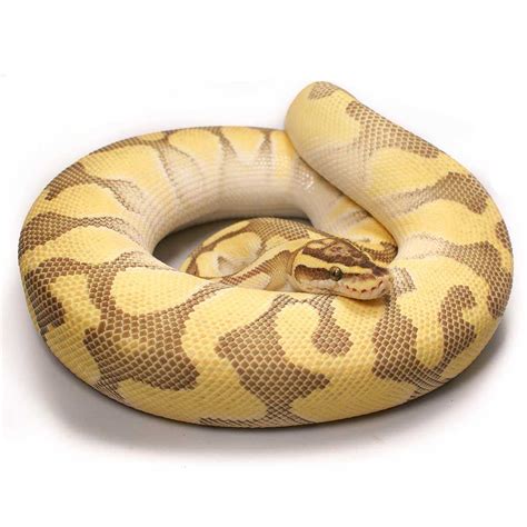 Image result for Lesser Ball Python