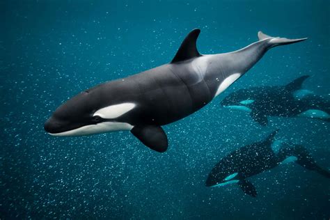 Download Graceful_ Orca_ Pod_ Underwater.jpg Wallpaper | Wallpapers.com