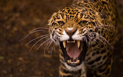 animals, Teeth, Jaguar, Jaguars Wallpapers HD / Desktop and Mobile ...