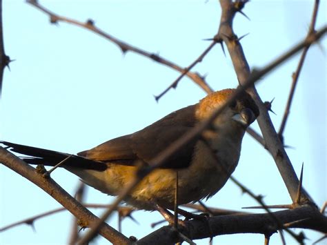 Indian Silver Bill