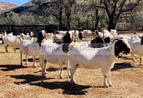 Boer Goats for sale | Patriot Boer Goat Stud