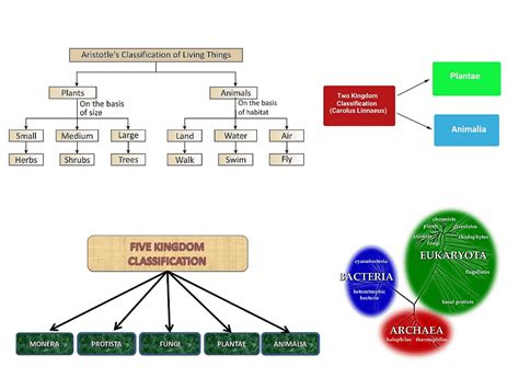 NCERT Solutions Class 11 Biology Chapter 2 - Biological Classification