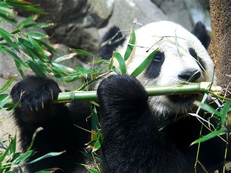 兰州动物园回应“大熊猫遭虐待”：不慎被竹子刺伤_手机凤凰网