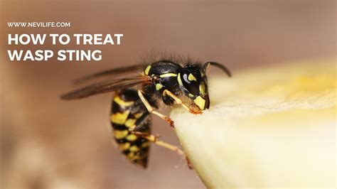 Sting Of Wasp Treatment