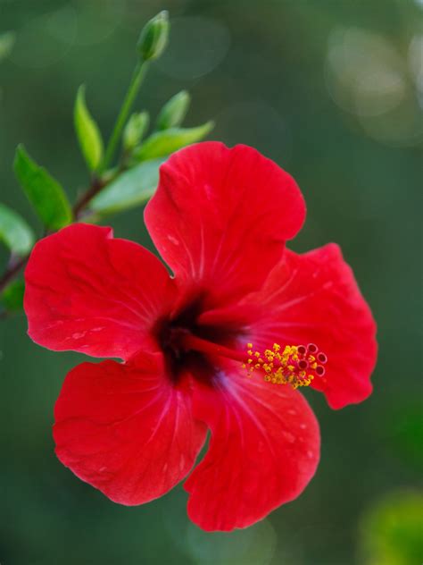Red Hibiscus Flower Free Stock Photo - Public Domain Pictures