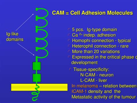 PPT - Adhesion Cell junctions PowerPoint Presentation, free download ...