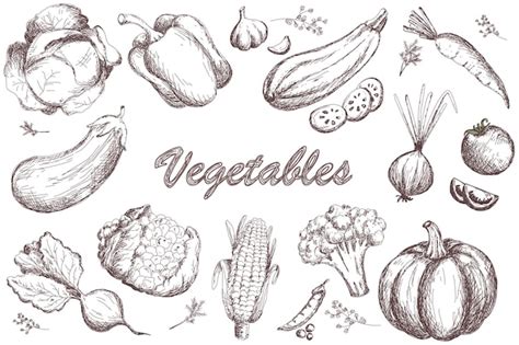 Esboce o conjunto de legumes. Coleção de vegetais de jardim vintage mão ...