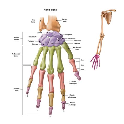 Thumb Joints Diagram