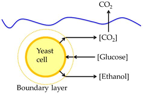 Effects of Ultrasound on Fermentation of Glucose to Ethanol by ...