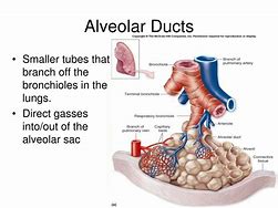 alveolar 的图像结果