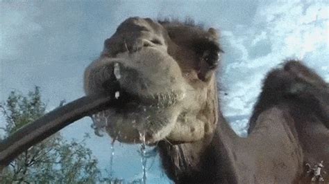 10个骆驼冷知识，你知道它们有的会游泳吗？