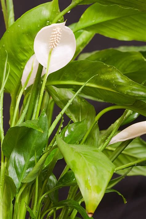 Peace Lily Watering Tips - What Are Peace Lily Watering Requirements ...