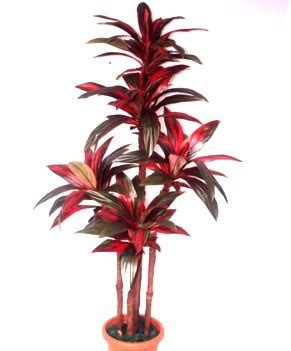 Dracaena mahatma – Top Plants