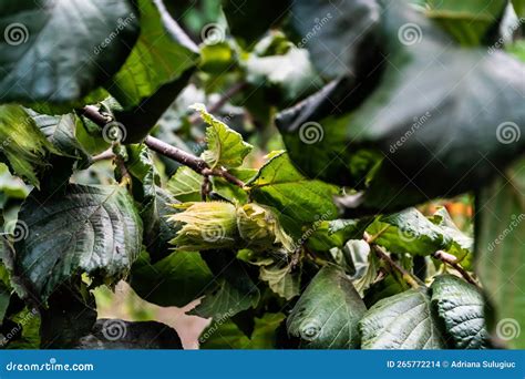 Image result for Hazelnut Tree Nut