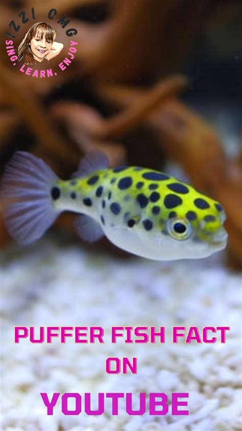 Image result for Puffer Fish Fun Facts