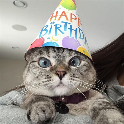 Happy Birthday Cat Ecard