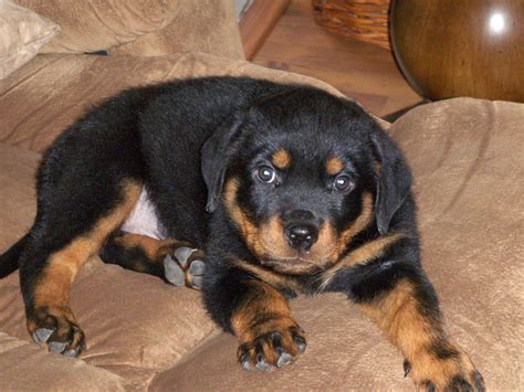 German Rottweiler Puppies For Sale Memphis Tn | Paul Smith