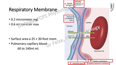 Image result for Diffusing Capacity of Respiratory Membrane